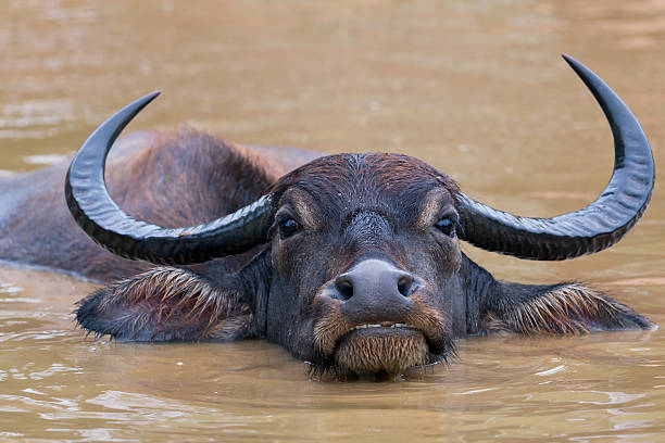 istock Water buffalo at Yala National Park 501736355