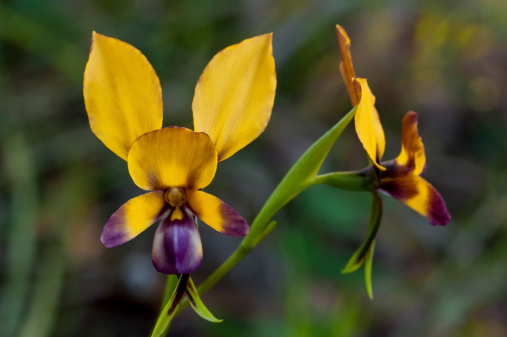 Common Donkey Orchid, Diuris corymbosa, Orchidaceae. Photographed: Lightning Swamp, in the suburb of Noranda, Perth metropolitan area. Range Western Australia:Dongara to Esperance, also NSW (extreme south-east), Victoria, Tasmania and South Australia (south).