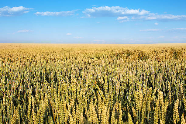 istock field of wheat 501736929