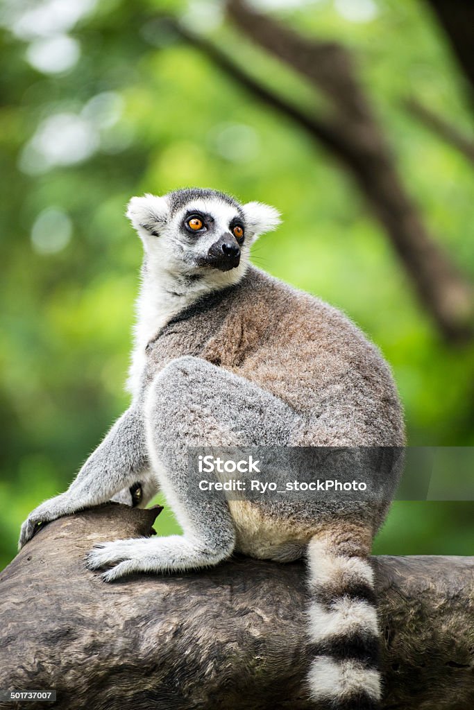 Ringtailed Lemur Stock Photo - Download Image Now - Africa, Ancient, Animal  - iStock