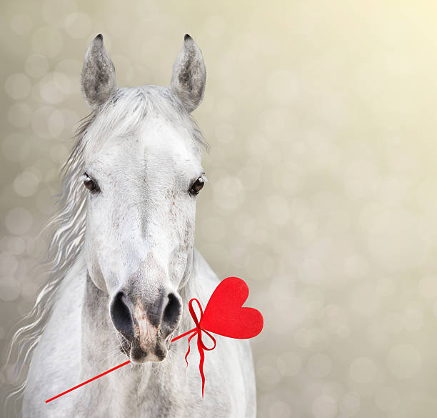 Horse keep Heart Lollipop for Valentine's Day on bokeh background stock photo