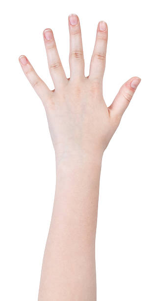 istock five fingers hand gesture isolated on white 501737333