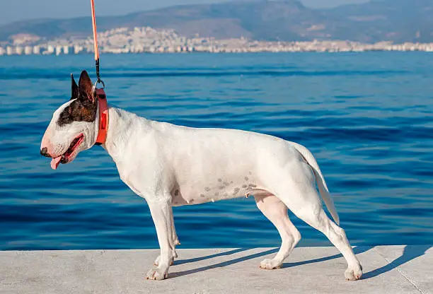 White Bullterrier dog with brown ears standing on a background of the sea