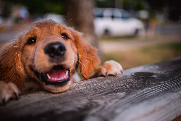 A young golden retriever puppy is excited and does not hide it.