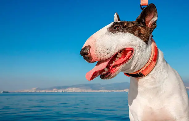 White Bullterrier dog with brown ears on a background of the sea