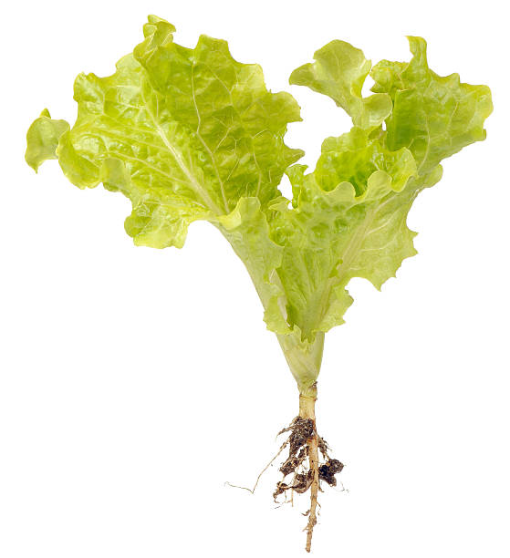 istock Green Lettuce with Roots Isolated on White Background 501737909