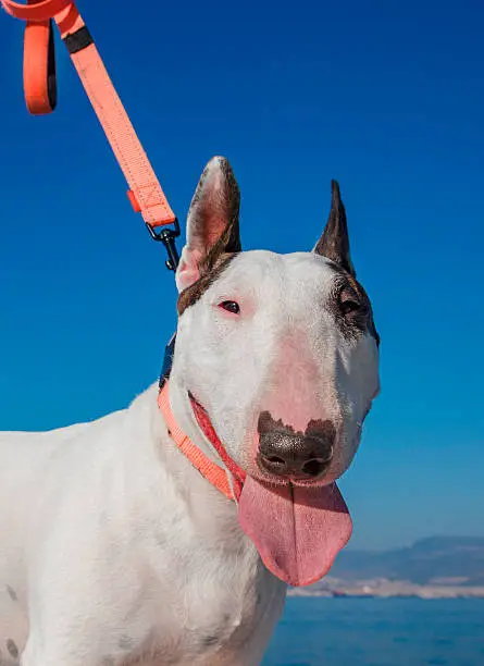 White Bullterrier dog with brown ears on a background of the sea