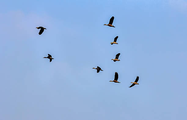 istock bird duck waterbird flying 501738479