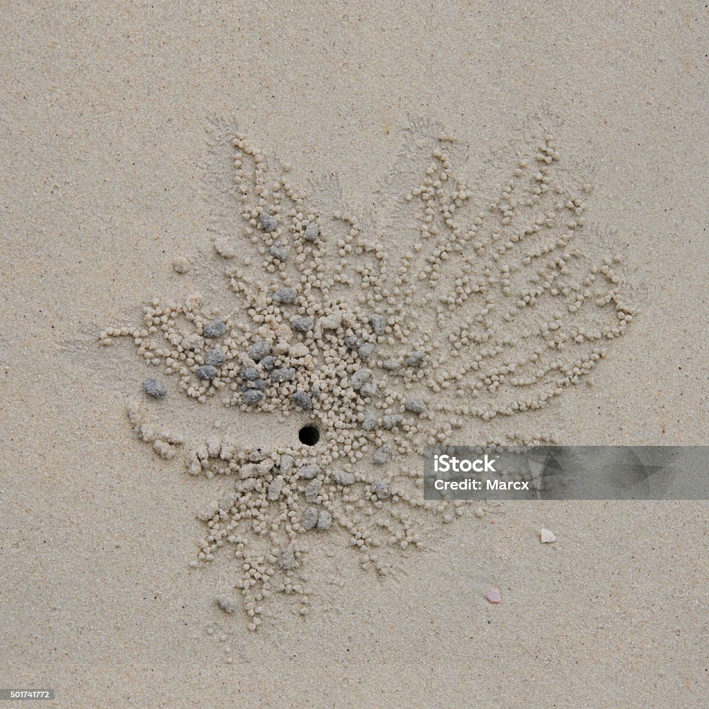 Crab hole Pangkor Laut Active ghost crab holes are easily recognised by their size and the characteristic scattering of sand in the shape of a fan that broadens from the opening of the hole. Animal Stock Photo