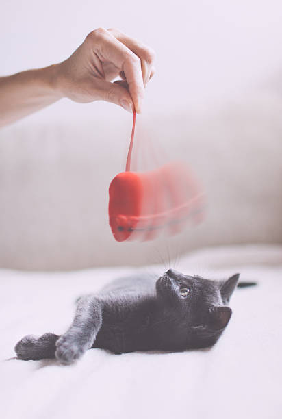 Play with Kitten stock photo