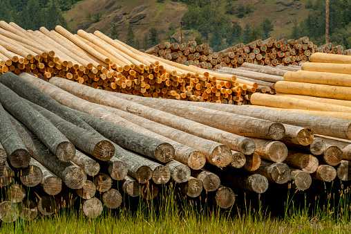 Rows of freshly milled utility poles line a lumberyard in southern Oregon.