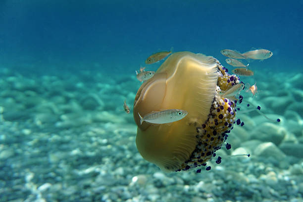 istock Jellyfish with fishes 501745418