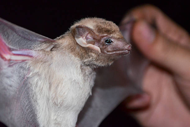istock bat is mammal and call 