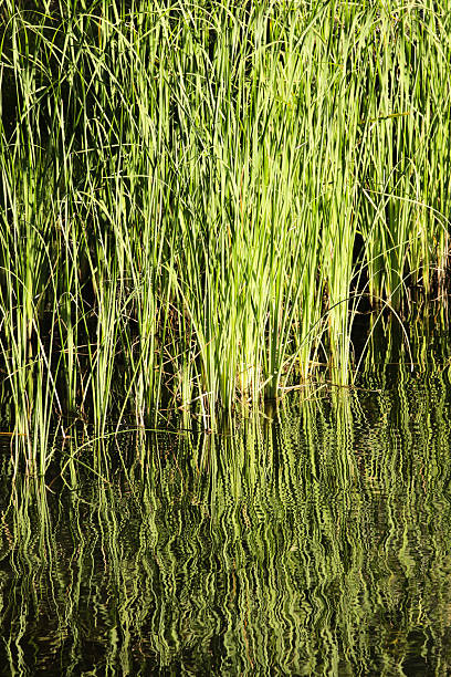 istock Bulrush Reeds Pond Plants 501749684