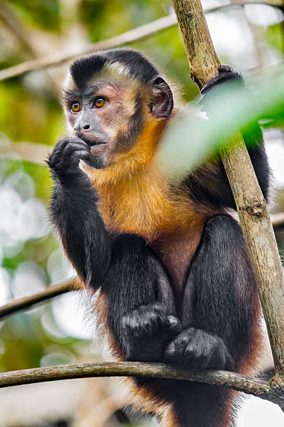 房付きのオマキザル別名ブラウンオマキザルエクアドルの - brown capuchin monkey ストックフォトと画像