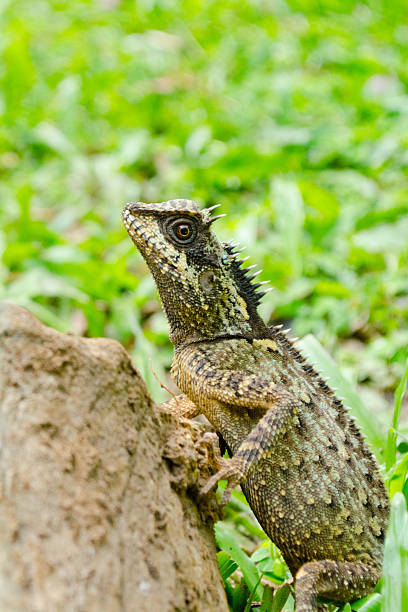 istock green dragon is reptile  in forest 501750232