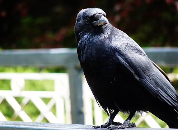 istock jackdaw on bridge buxton derbyshire 501750566