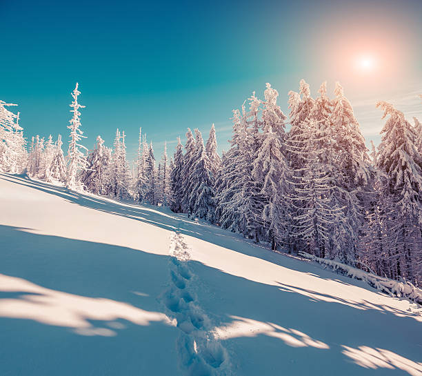 istock Sunny winter scene in the mountain forest 501750660