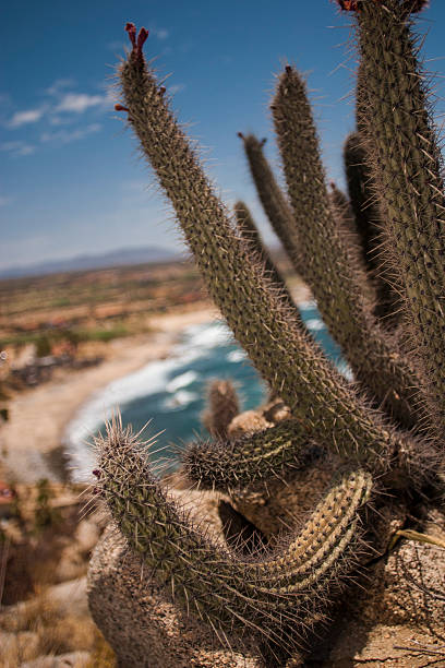 istock Cactus in the Beach, Cabo San Lucas. 501752358