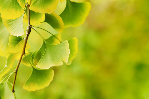 istock Leaves of Ginkgo Biloba 501752428