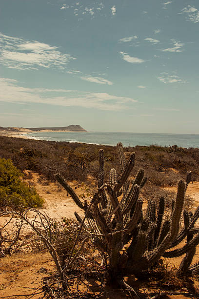 Cactus and Beach, Cabo San Lucas.