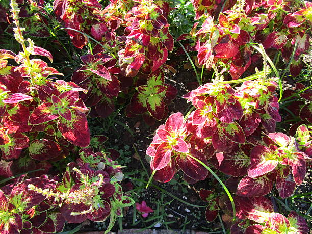BEAUTIFUL PURPLE-HUED ORNAMENTAL PLANTS