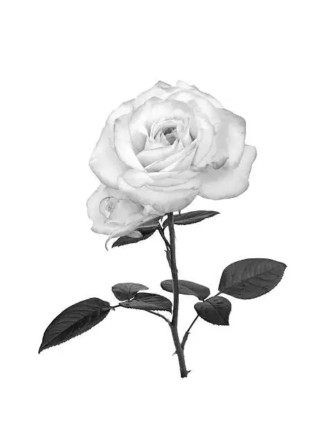 Uncolored Roses Simple Free rosespicturesblackwhitepicturesfor coloring Stock Photos ...