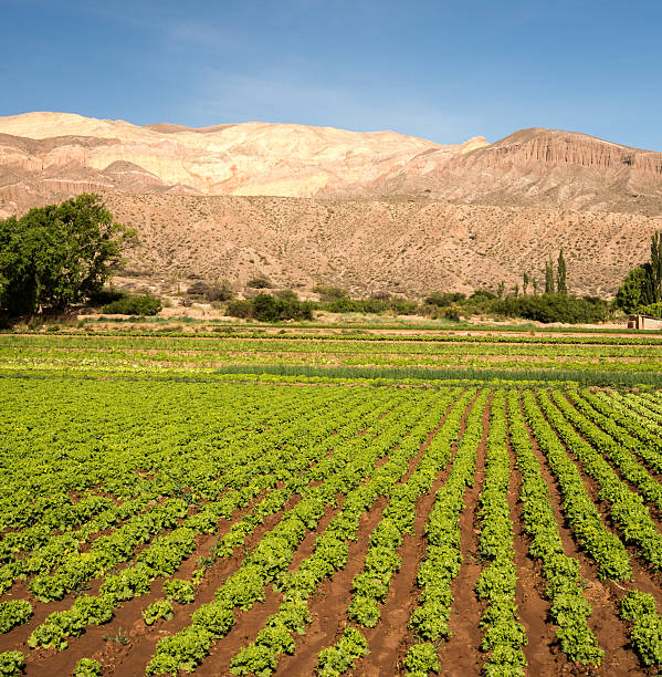 istock field of lettuce 501762116