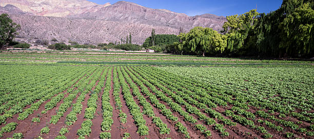 istock field of lettuce in Tilcara 501762168