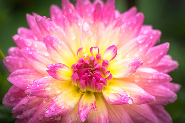 istock Close-up Beautiful pink dahlia flower 501762660