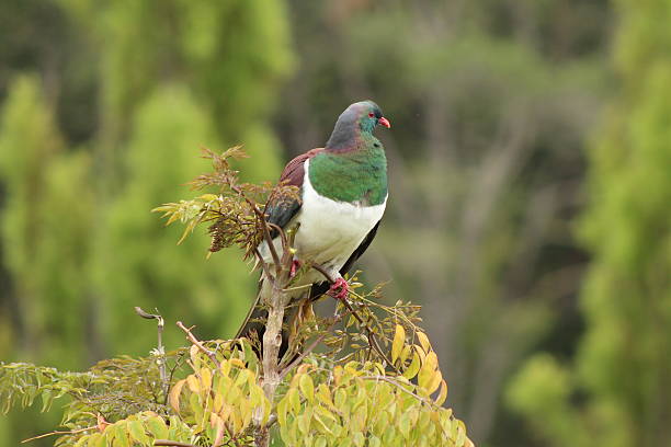 istock Kereru at the top of the tree 501762732