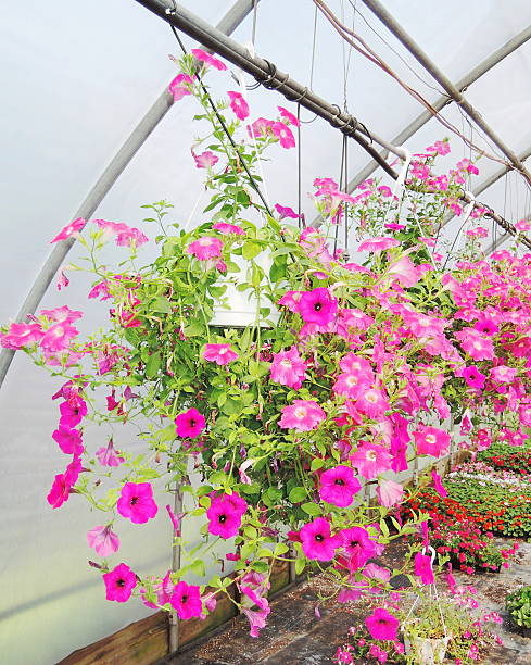 istock Petunias flowers 501763444