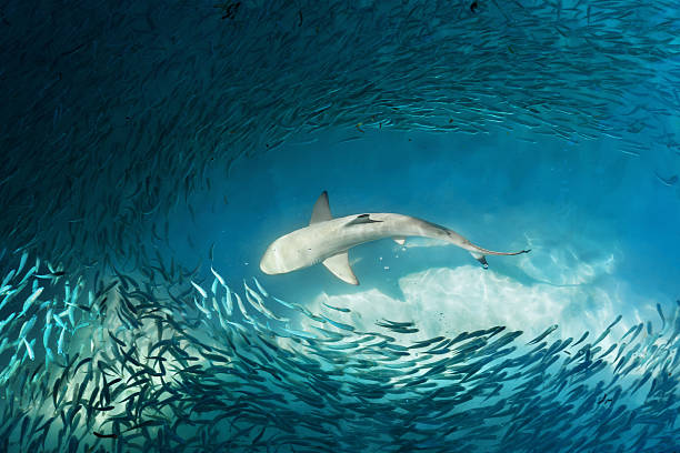 istock Shark and small fishes in ocean 501763698