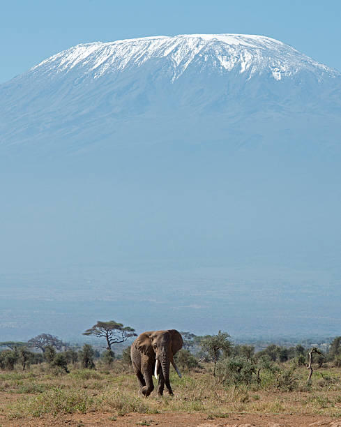 istock Mt Kilimanjaro and Elephant 501763874