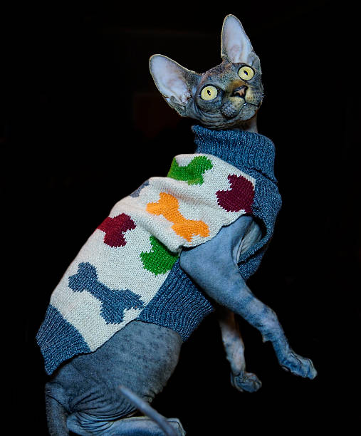 istock Sphynx cat in fashionable warm clothes isolated background 501764398