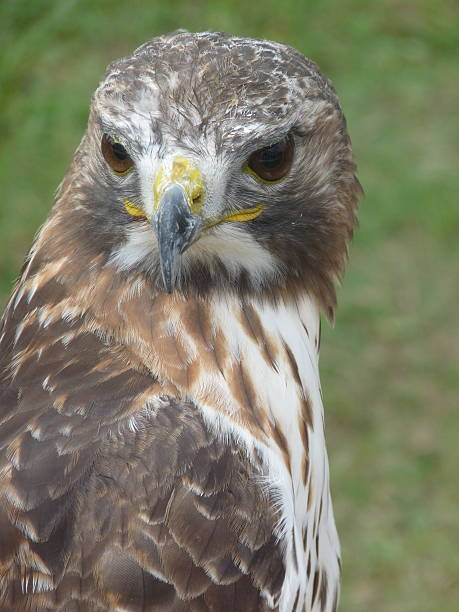 istock Hawk Close Up Head Breast Detail Eyes Beak Feathers Wild 501765054