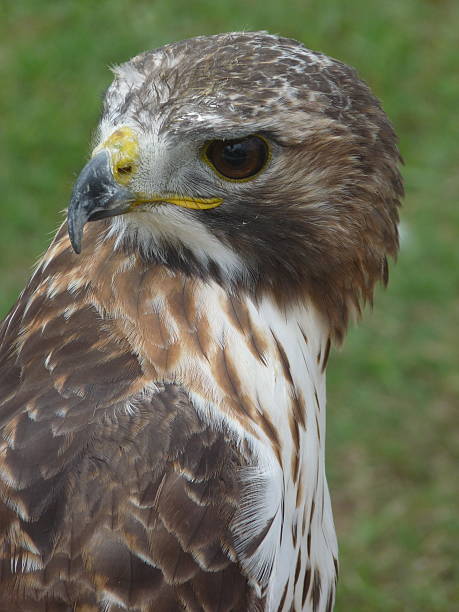 istock Hawk Close Up Head Breast Detail Eyes Beak Feathers Wild 501765084