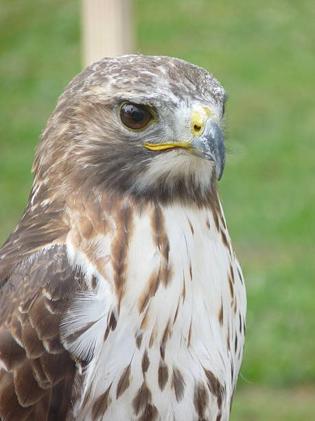 istock Hawk Close Up Head Breast Detail Eyes Beak Feathers Wild 501765108