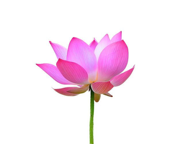istock lotus flower isolated on white background 501765558
