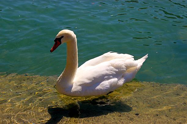 istock Swan in Switzerland 501766104