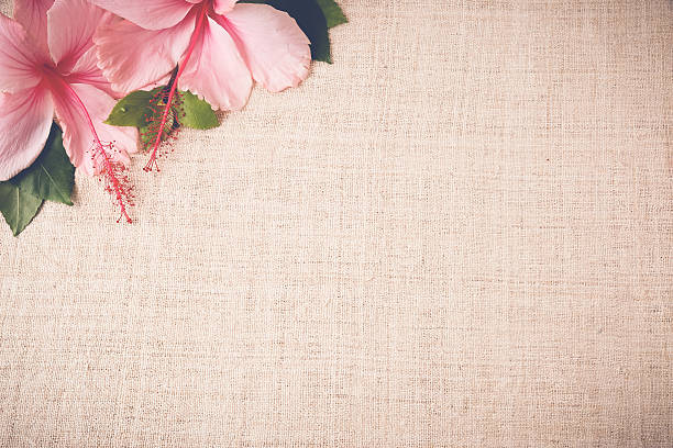 istock Pink Hibiscus flowers on linen, copy space background, selective 501766854