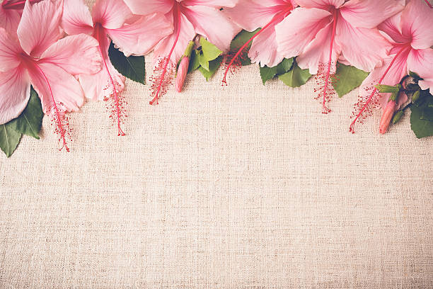 istock Pink Hibiscus flowers on linen, copy space background, selective 501766964