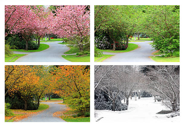 Four seasons on the same street. Spring, Summer, Fall and Winter. Four seasons photographed on the same street from the exact same location. avenue photos stock pictures, royalty-free photos & images