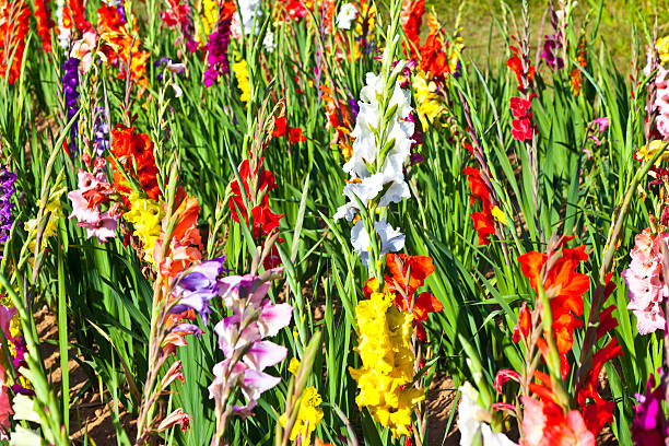 istock beautiful flowers in the meadow 501768078