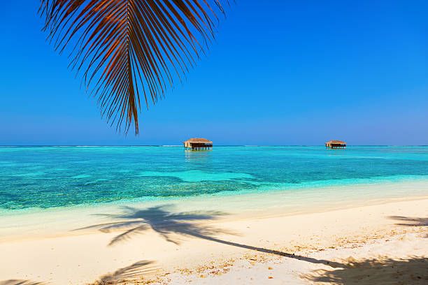 istock Tropical Maldives island 501768600