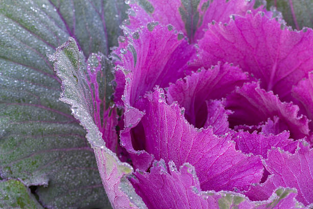 istock the frost flower in morning 501768900