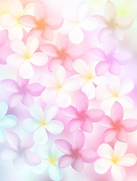 istock plumeria  with color filters 501768982