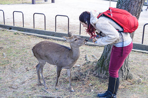 istock Young woman feeding deer in Nara, Japan 501769498