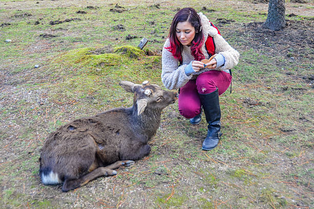 istock Young woman feeding deer in Nara, Japan 501769562