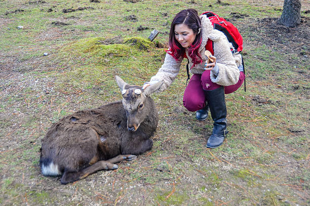 istock Young woman feeding deer in Nara, Japan 501769650
